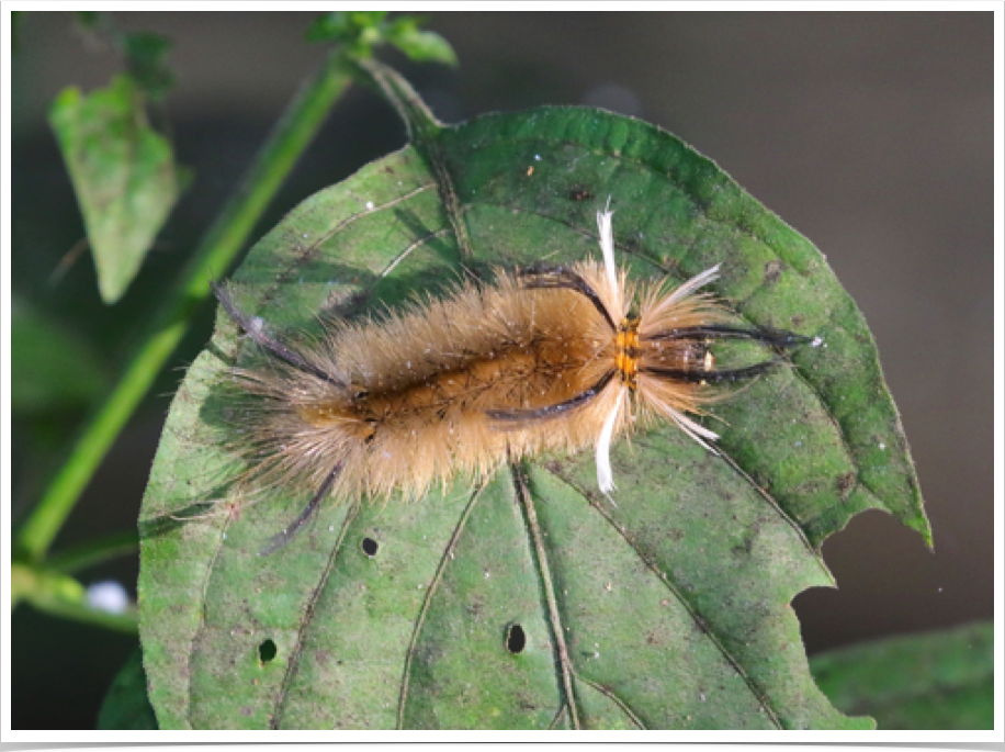 Banded Tussock Moth on Branched Foldwing
Halysidota tessellaris
Autauga County, Alabama